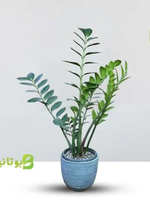big-zz-plant-blue-pot
