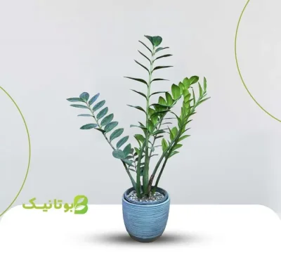 big-zz-plant-blue-pot