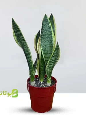 sansveria-red-pot