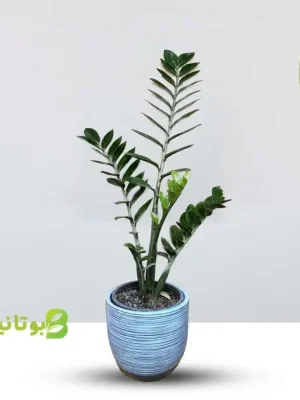 zz-plant-blue-pot