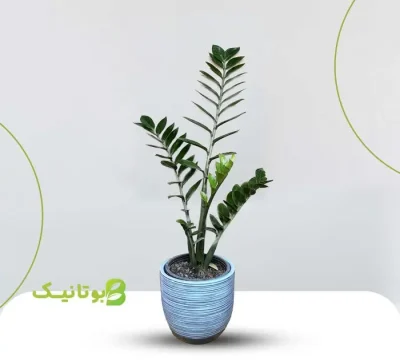 zz-plant-blue-pot
