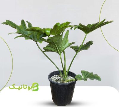 Philodendron-Selloum Philodendron-Selloum