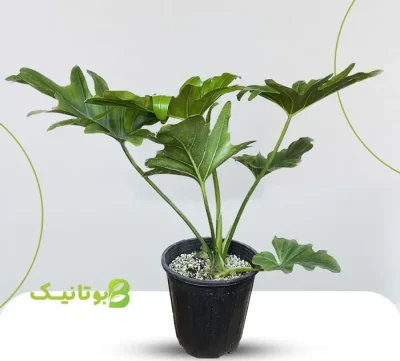 Philodendron-Selloum Philodendron-Selloum