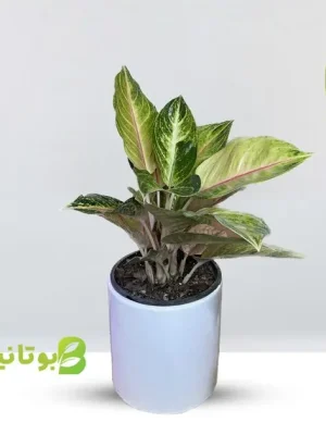 aglonema-pink-white-ceramic-pot