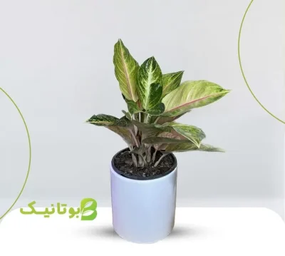 aglonema-pink-white-ceramic-pot