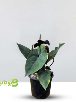 آنتریوم بلک