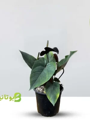 anterium-black آنتریوم بلک