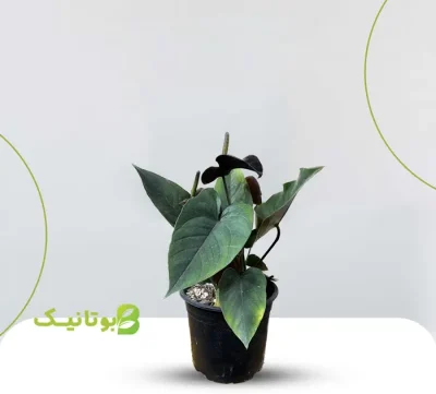 anterium-black آنتریوم بلک