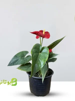 anterium-red red anthurium