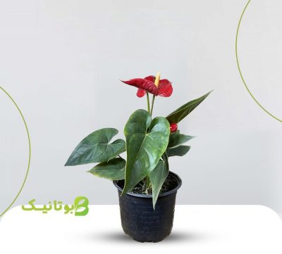 red anthurium