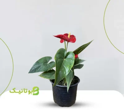 anterium-red red anthurium