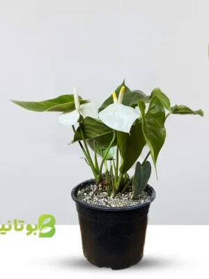 anterium-white anterium-white