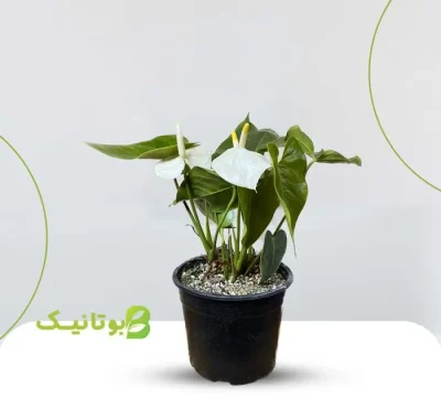 anterium-white anterium-white