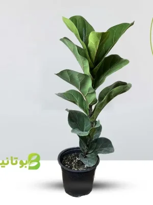 ficus-lyrata-1 فیکوس لیراتا