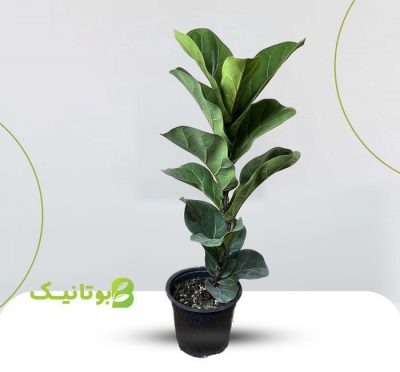 فیکوس لیراتا