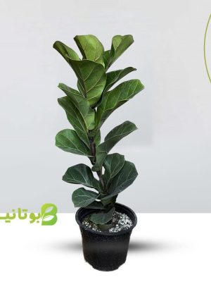 ficus-lyrata