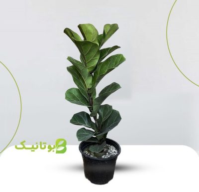 ficus-lyrata