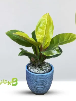 philodendron-lemon-blue-pot