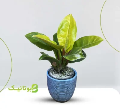 philodendron-lemon-blue-pot