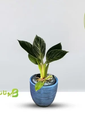 philodendron-small-blue-pot