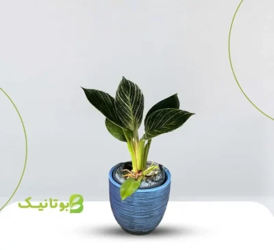 philodendron-small-blue-pot