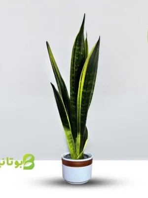 sanseveria-goldflame-line-pot