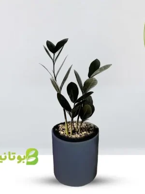 zz-black-small خرید زاموفیلیا بلک