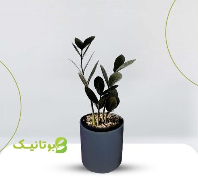 خرید زاموفیلیا بلک