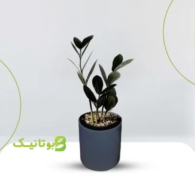 zz-black-small خرید زاموفیلیا بلک