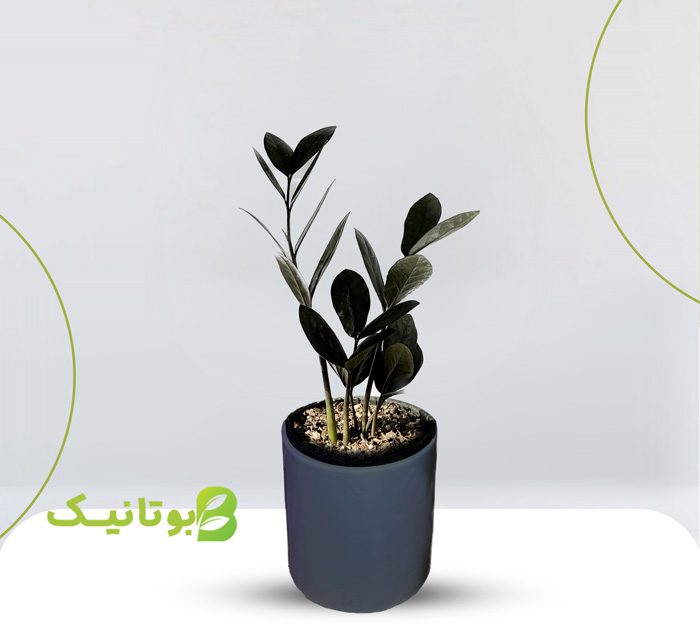 خرید زاموفیلیا بلک