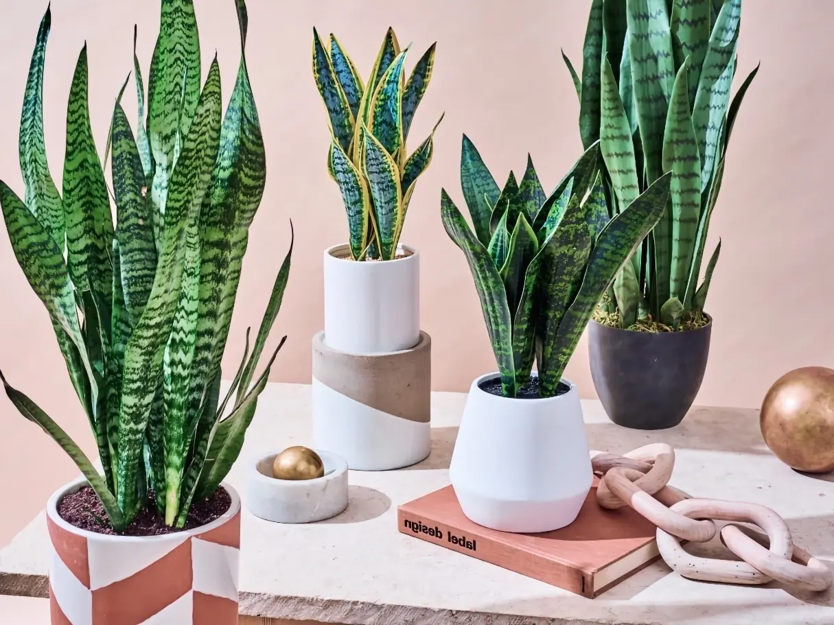 هر آنچه باید در مورد نگهداری سانسوریا بدانید 1