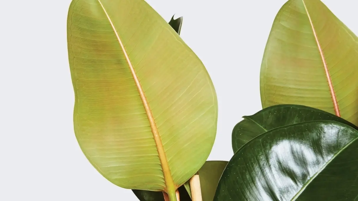 همه چیز در مورد نگهداری گیاه فیکوس 1