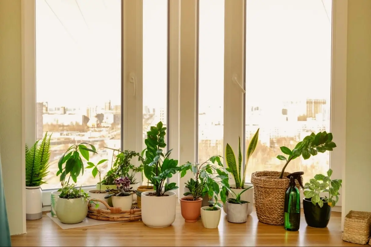 نور مورد نیاز گیاهان آپارتمانی چه میزان است؟ 1