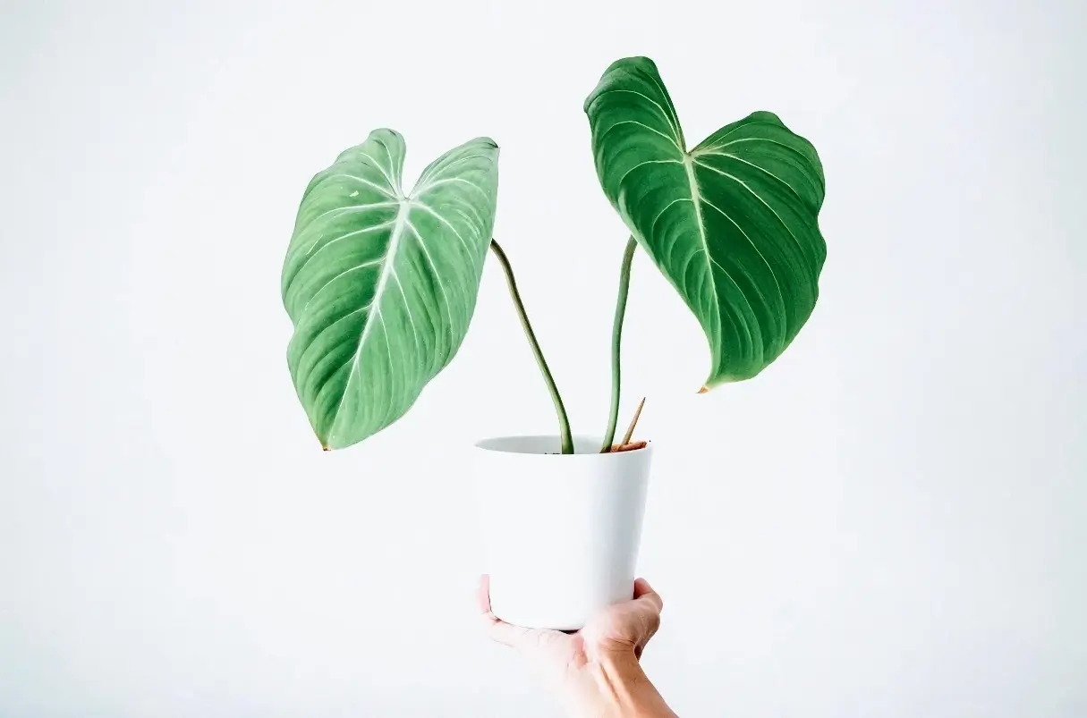 راهنمای کامل نگهداری فیلودندرون 1 شرایط نگهداری گل فیلودندرون