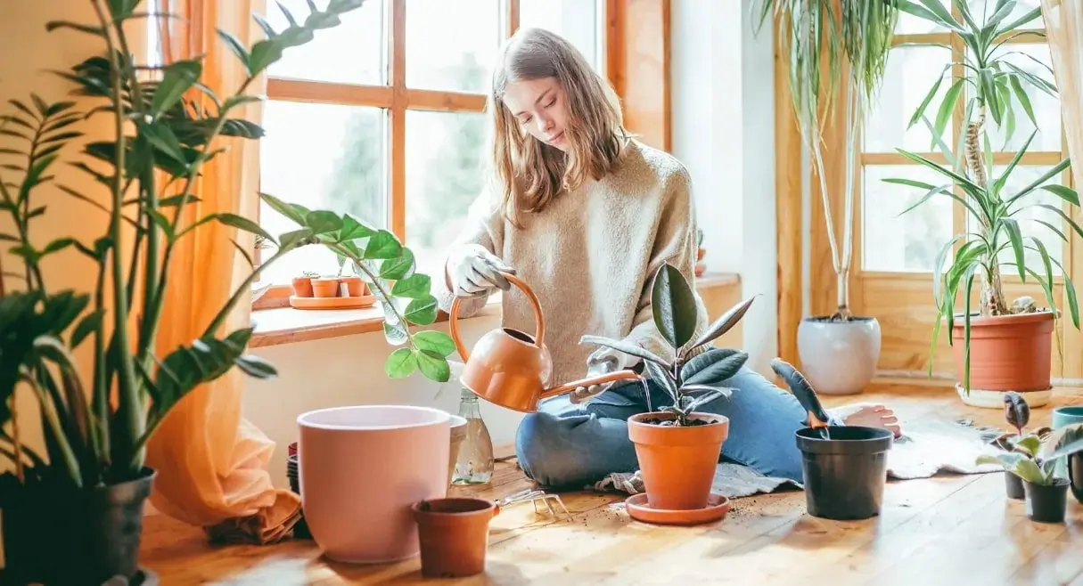 راهنمای آبیاری گیاهان آپارتمانی 1