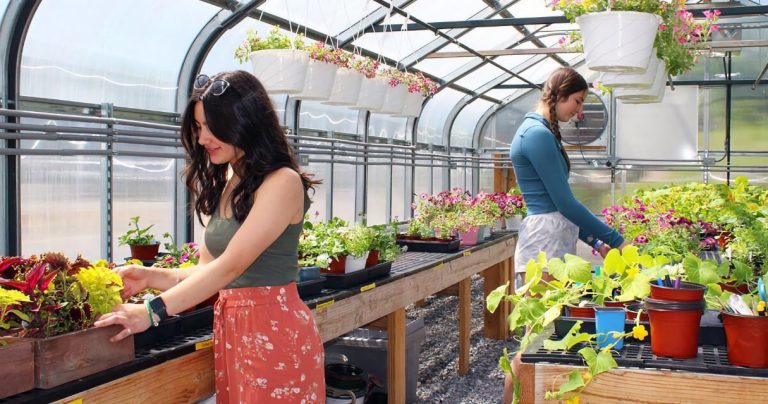 نکات خرید گل خانگی