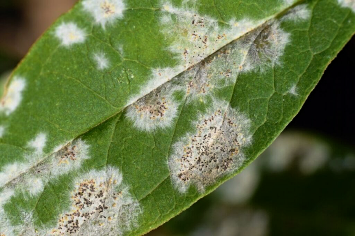 سفیدک پنبه‌ای بر روی آگلونما