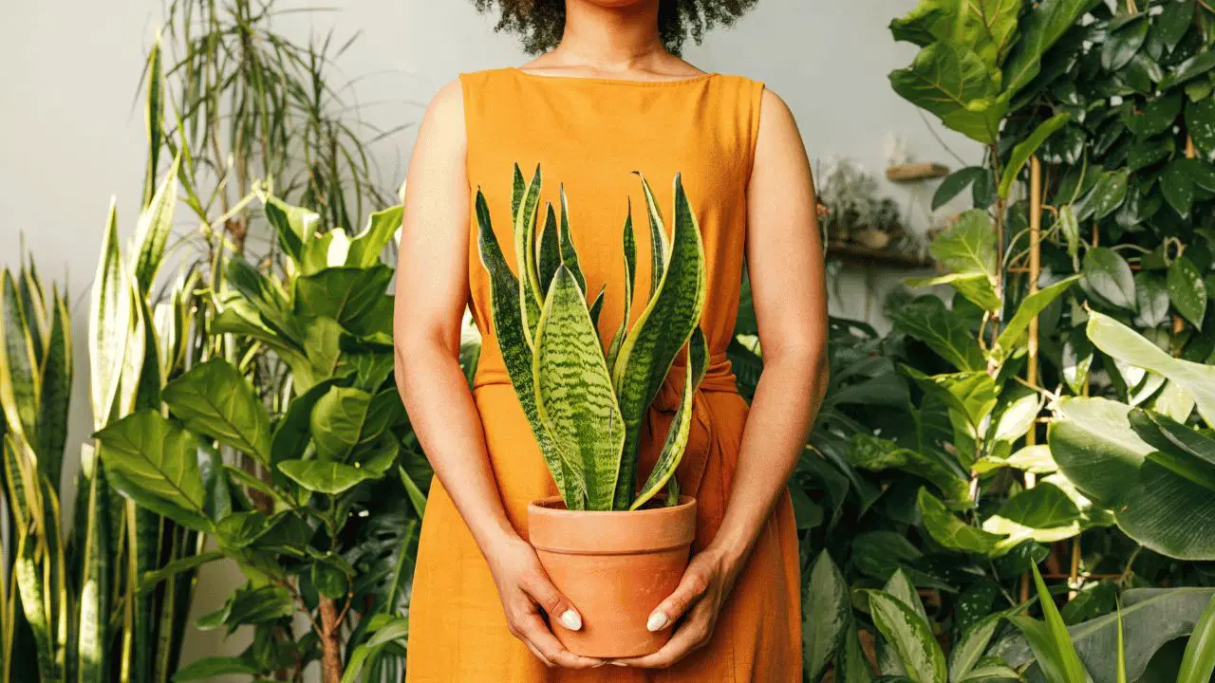 گل سانسوریا نماد چیست؟ 1 گل سانسوریا نماد چیست؟