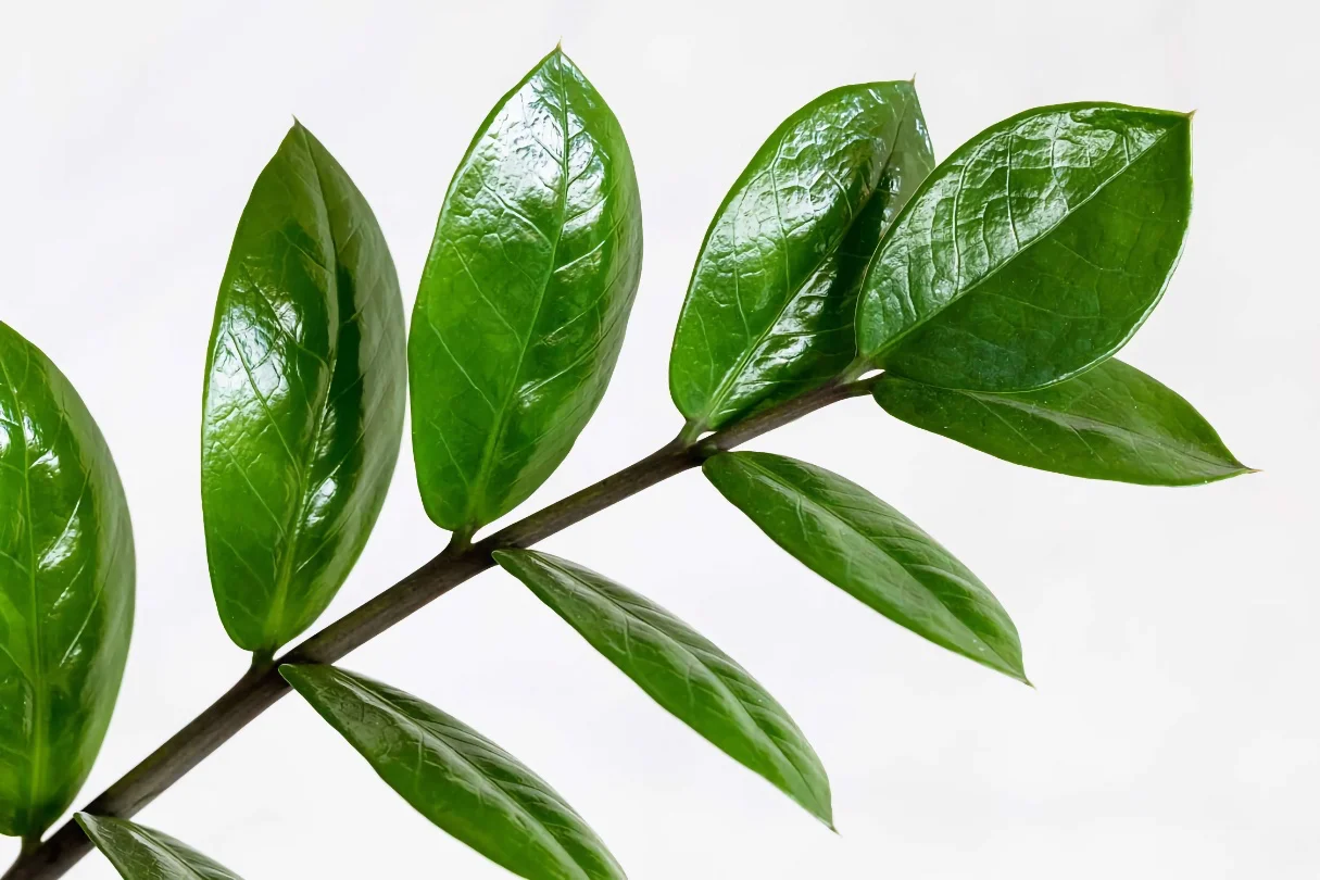 راهنمای خرید زاموفیلیا 1 نکات خرید زاموفیلیا