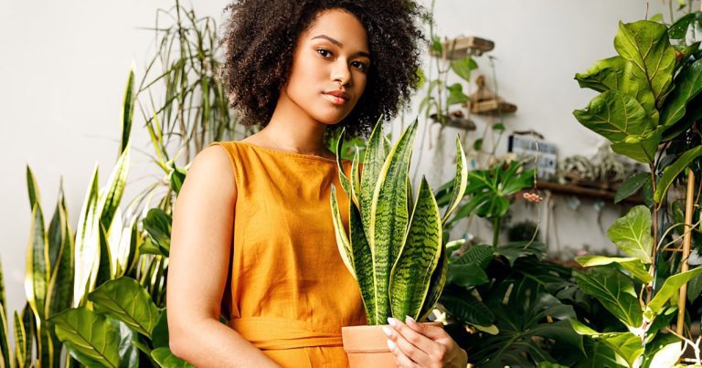 رشد سریع سانسوریا شمشیری