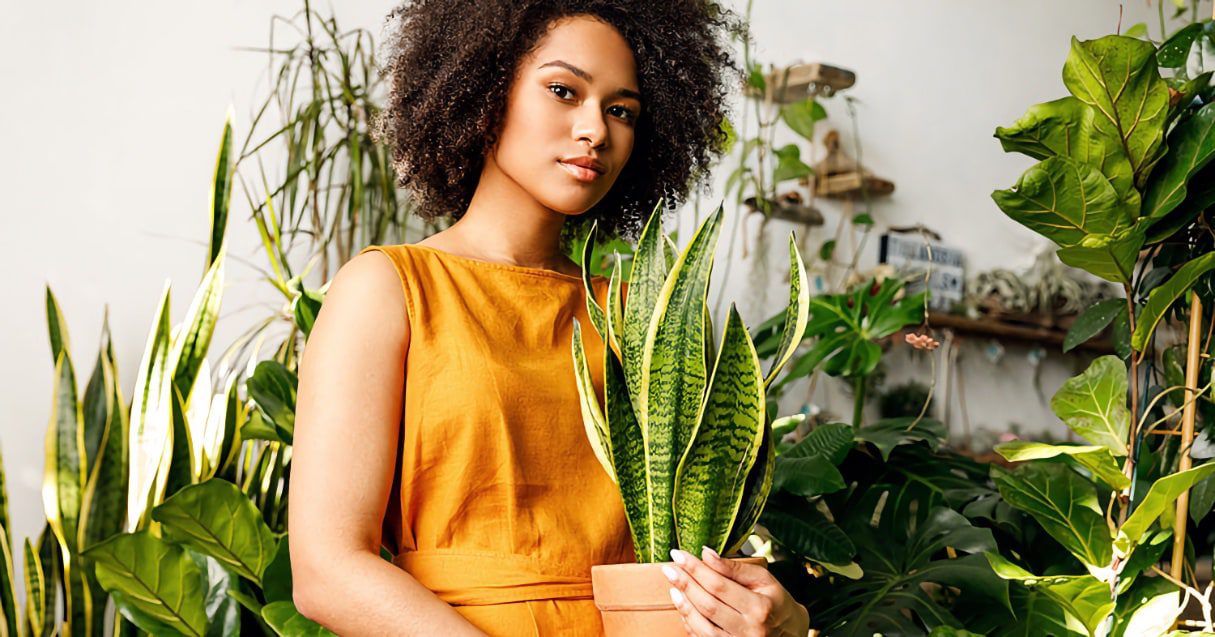 رشد انفجاری سانسوریا به روشی ساده! 1 رشد سریع سانسوریا شمشیری