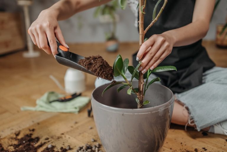 فردی در حال تکثیر فیکوس در پاییز