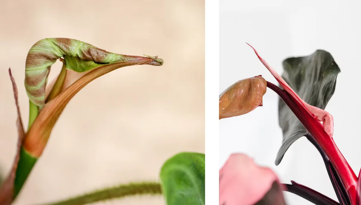 باز نشدن برگ فیلندرون