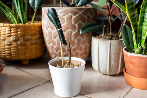 تکثیر فیکوس از طریق برگ