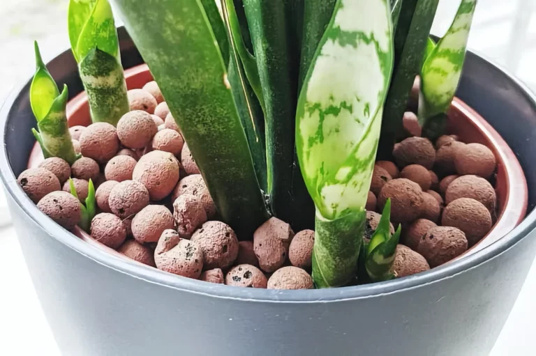 کود در کنار پاجوش سانسوریا