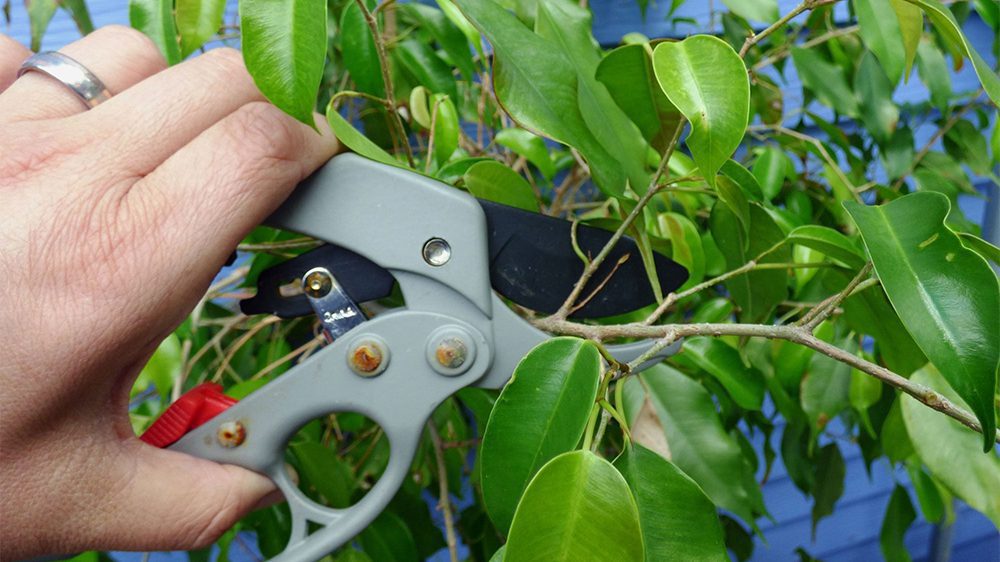 زمان قلمه زدن فیکوس