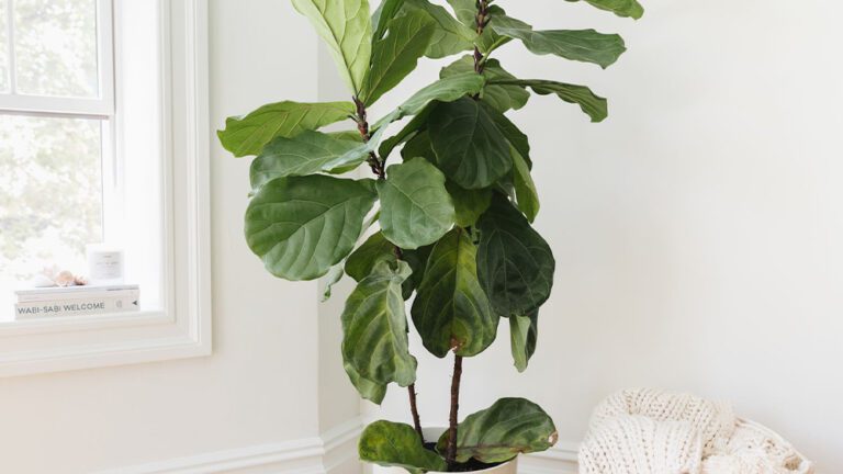 نگهداری فیکوس لیراتا