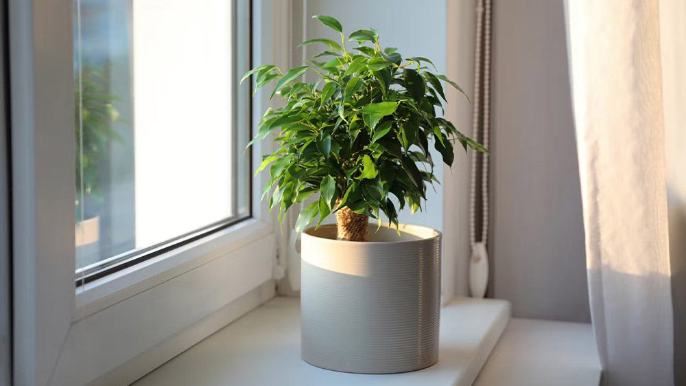 شرایط نگهداری فیکوس سبز