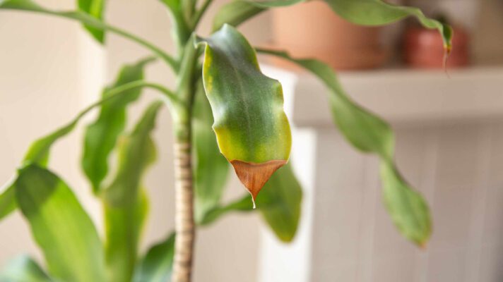 علت قهوه ای شدن برگ فیلودندرون