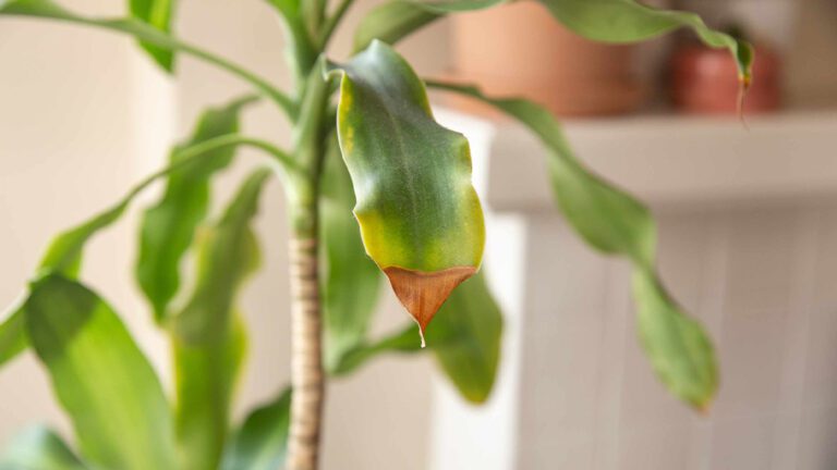 علت قهوه ای شدن برگ فیلودندرون